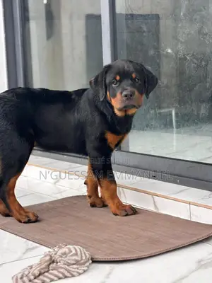1-3 mois Homme Pure race Rottweiler
