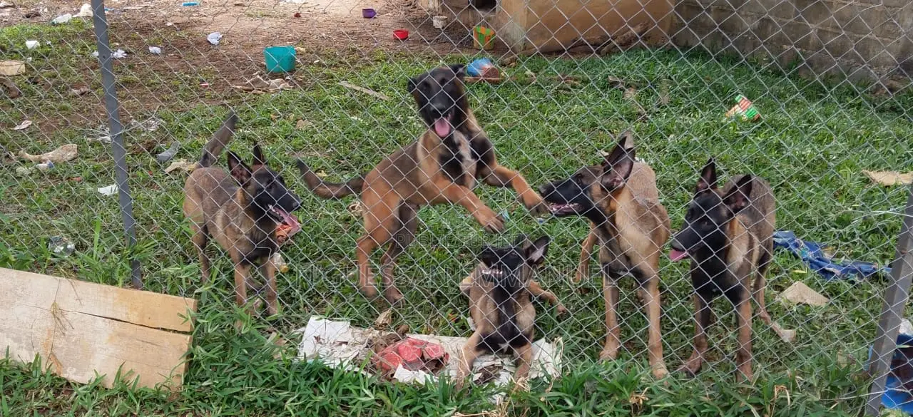 3-6 mois Homme Pure race Belgian Malinois