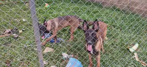 3-6 mois Homme Pure race Belgian Malinois