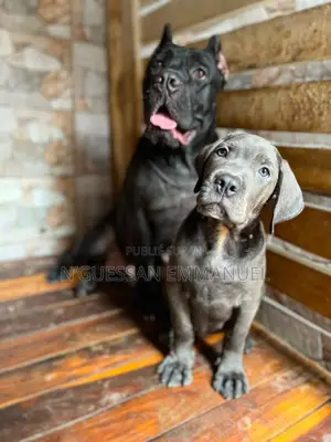 3-6 mois Homme Pure race Cane Corso