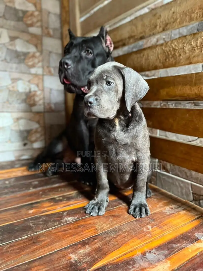 3-6 mois Homme Pure race Cane Corso