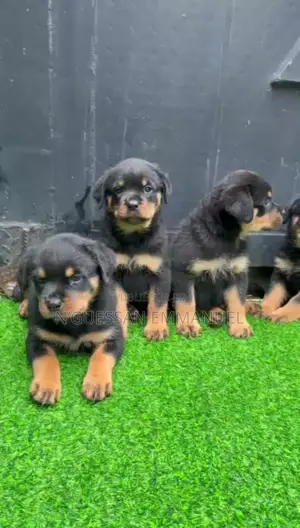1-3 mois Homme Pure race Rottweiler
