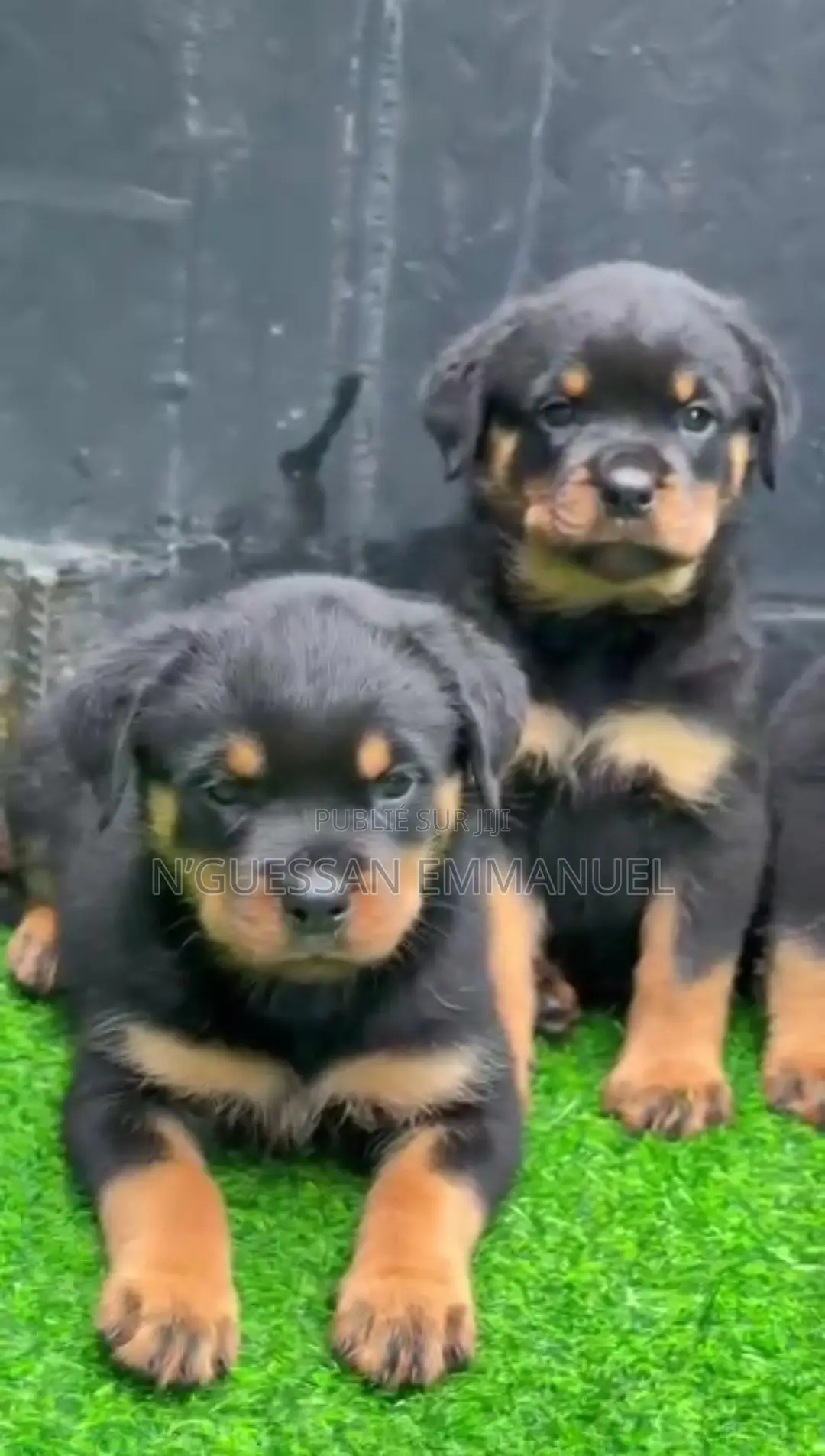 1-3 mois Homme Pure race Rottweiler