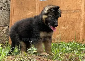 1-3 mois Homme Pure race Belgian Sheepdog