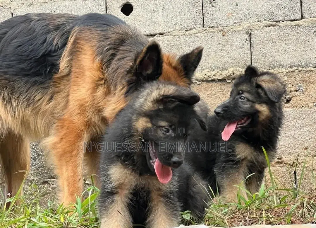 1-3 mois Homme Pure race Belgian Sheepdog