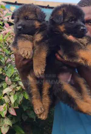 1-3 mois Homme Pure race Belgian Sheepdog