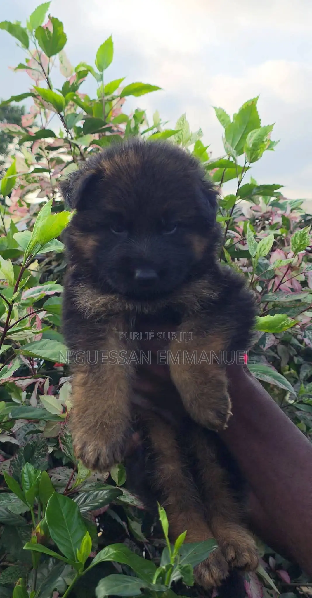 1-3 mois Homme Pure race Belgian Sheepdog