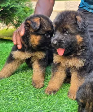 1-3 mois Homme Pure race Belgian Sheepdog