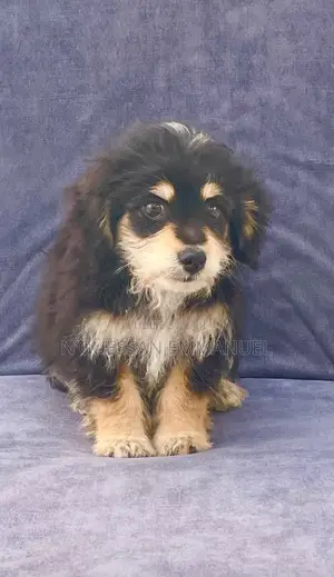 1-3 mois Homme Pure race Bichon Frise