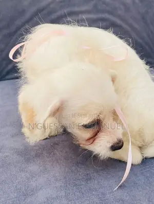 1-3 mois Homme Pure race Bichon Frise