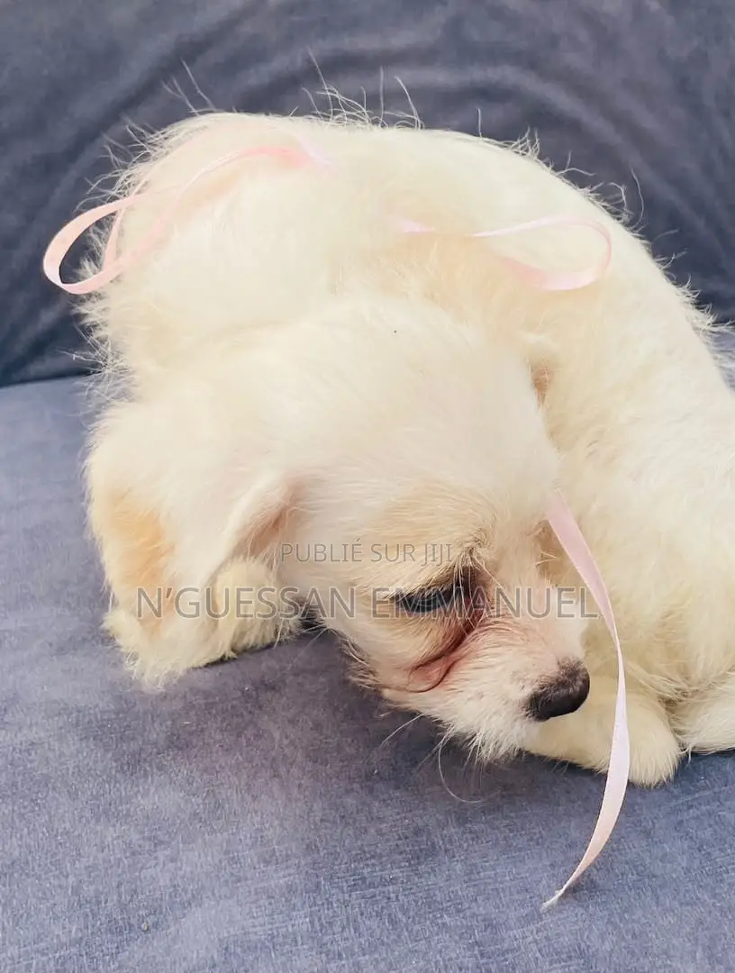 1-3 mois Homme Pure race Bichon Frise
