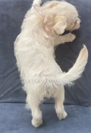 1-3 mois Homme Pure race Bichon Frise