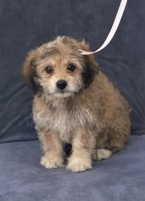 1-3 mois Homme Pure race Bichon Frise
