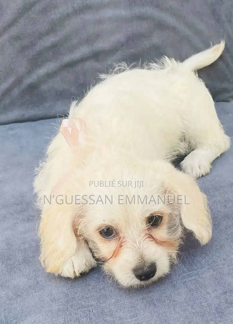 1-3 mois Homme Pure race Bichon Frise