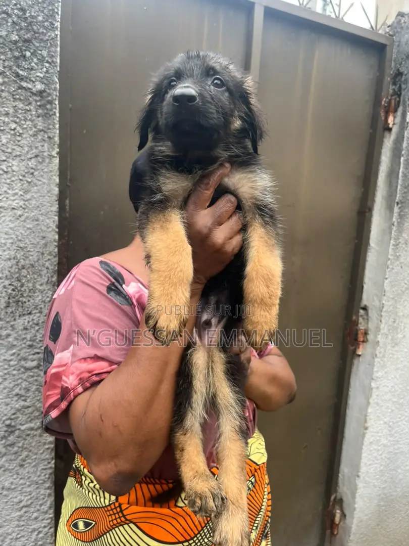 1-3 mois Homme Pure race Belgian Sheepdog