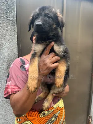 1-3 mois Homme Pure race Belgian Sheepdog