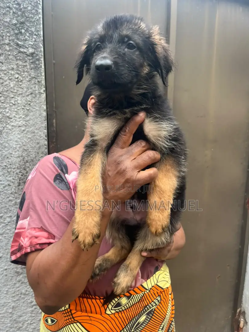 1-3 mois Homme Pure race Belgian Sheepdog