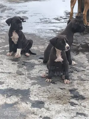 1-3 mois Homme Pure race American Pit Bull Terrier