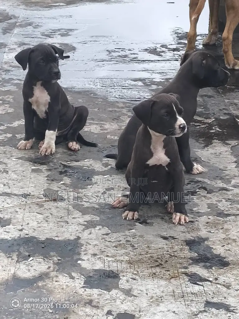 1-3 mois Homme Pure race American Pit Bull Terrier