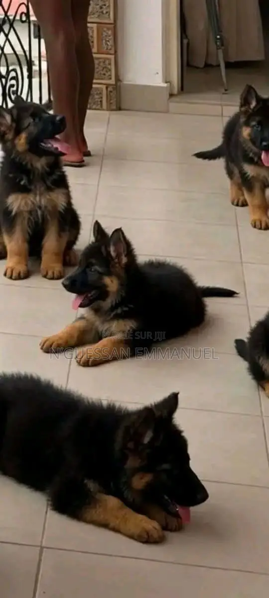1-3 mois Homme Pure race Belgian Sheepdog