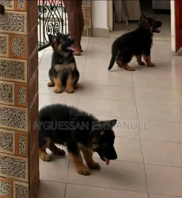 1-3 mois Homme Pure race Belgian Sheepdog