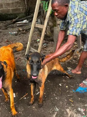 6 à 12 mois Homme Pure race Belgian Malinois
