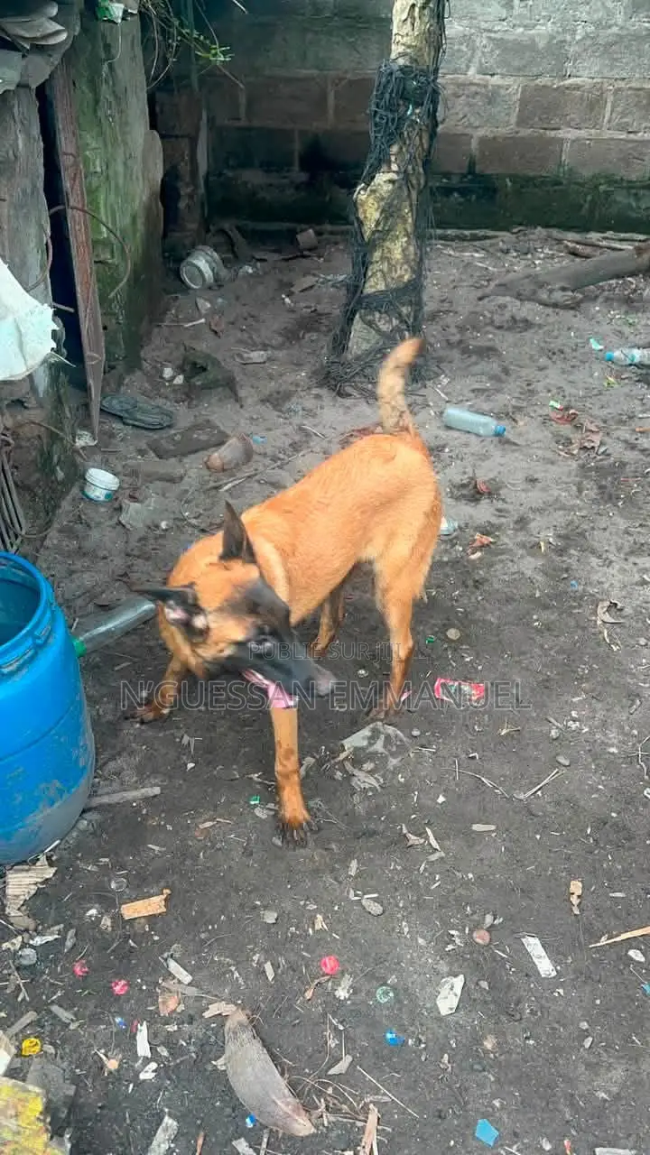 6 à 12 mois Homme Pure race Belgian Malinois