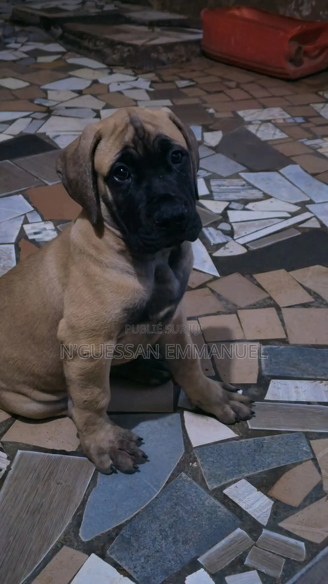 3-6 mois Homme Pure race Boerboel