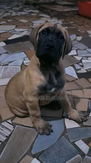 3-6 mois Homme Pure race Boerboel