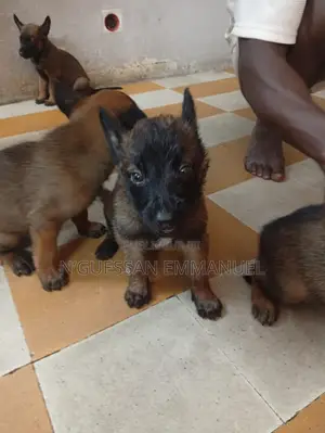 1-3 mois Homme Pure race Belgian Malinois