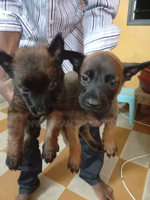 1-3 mois Homme Pure race Belgian Malinois