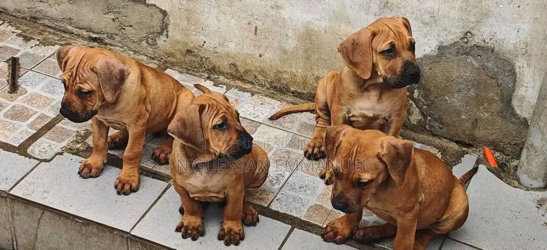 1-3 mois Homme Pure race Boerboel