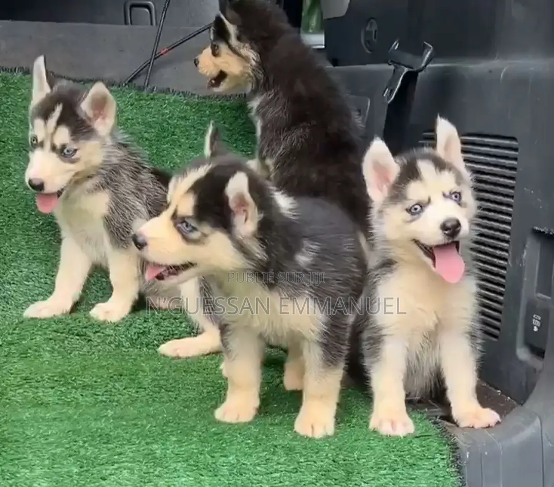 1-3 mois Homme Pure race Siberian Husky