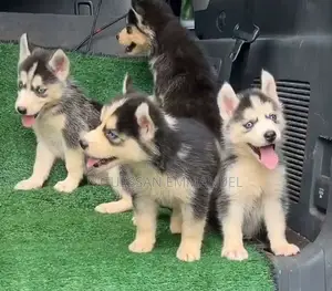 1-3 mois Homme Pure race Siberian Husky