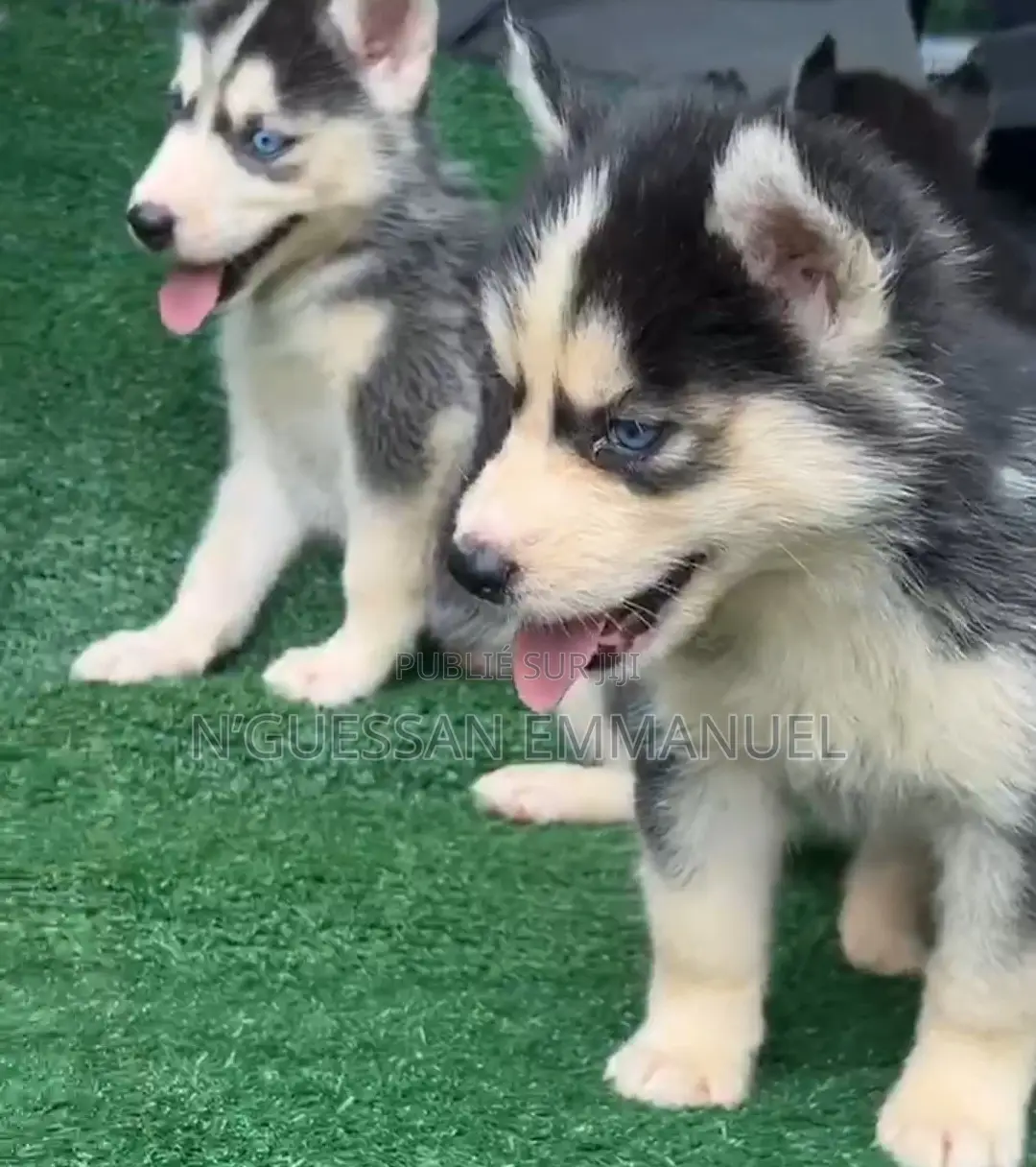 1-3 mois Homme Pure race Siberian Husky