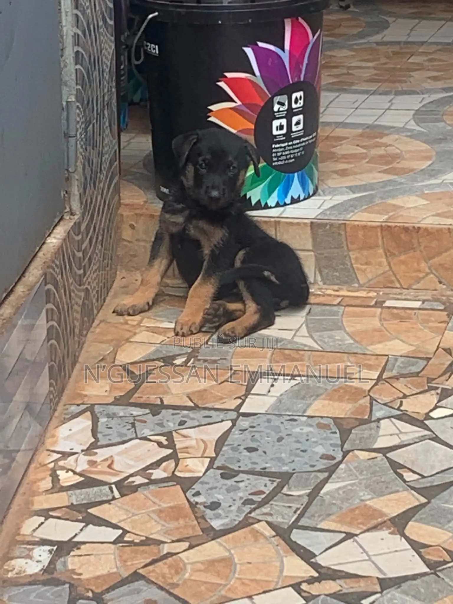 1-3 mois Femme Pure race Belgian Sheepdog