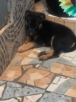 1-3 mois Femme Pure race Belgian Sheepdog