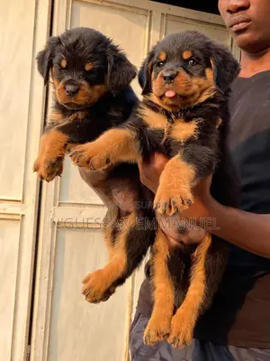 1-3 mois Homme Pure race Rottweiler