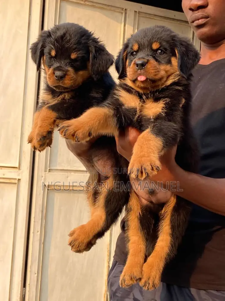 1-3 mois Homme Pure race Rottweiler