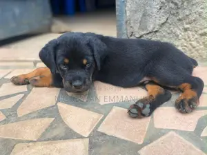 1-3 mois Homme Pure race Rottweiler