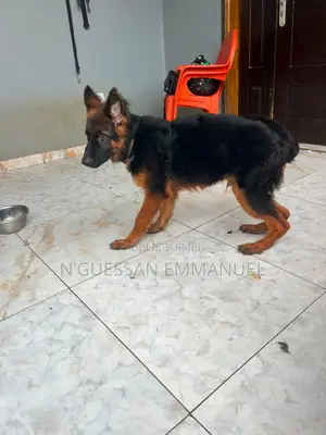 3-6 mois Homme Pure race Belgian Sheepdog