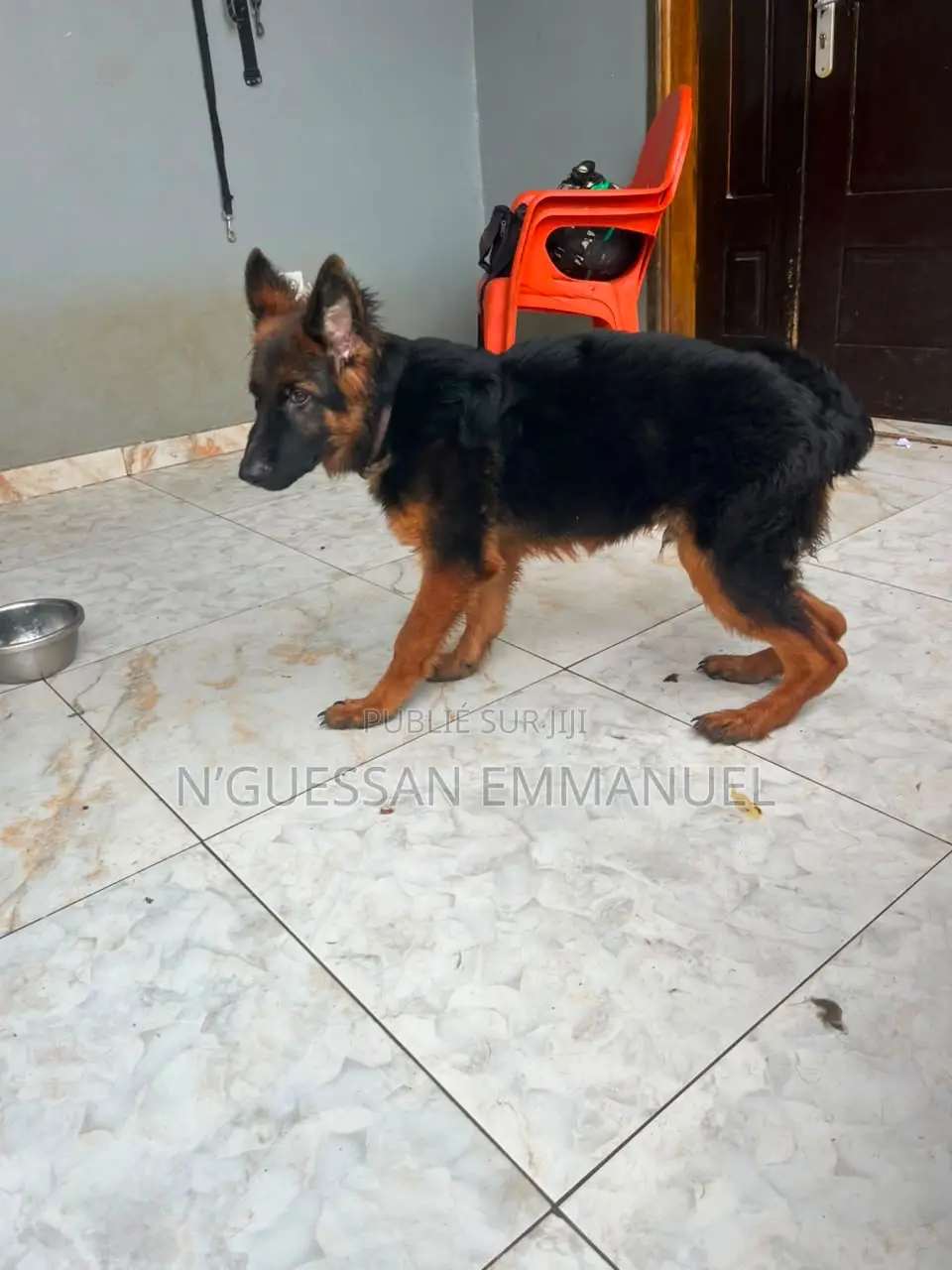 3-6 mois Homme Pure race Belgian Sheepdog