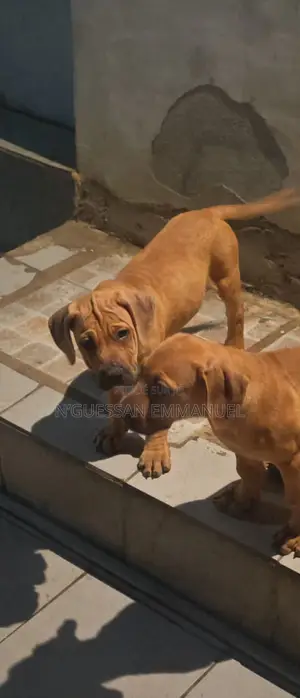 1-3 mois Homme Pure race Boerboel
