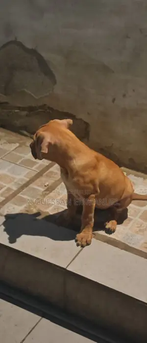 1-3 mois Homme Pure race Boerboel