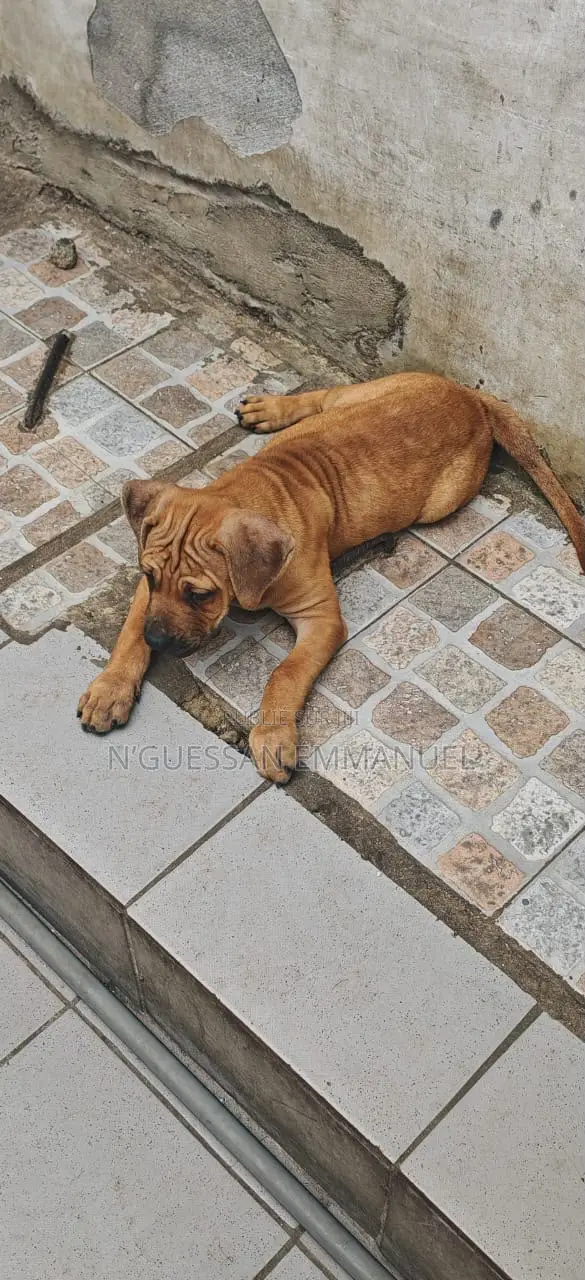 1-3 mois Homme Pure race Boerboel