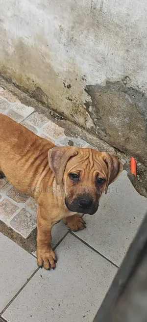 1-3 mois Homme Pure race Boerboel