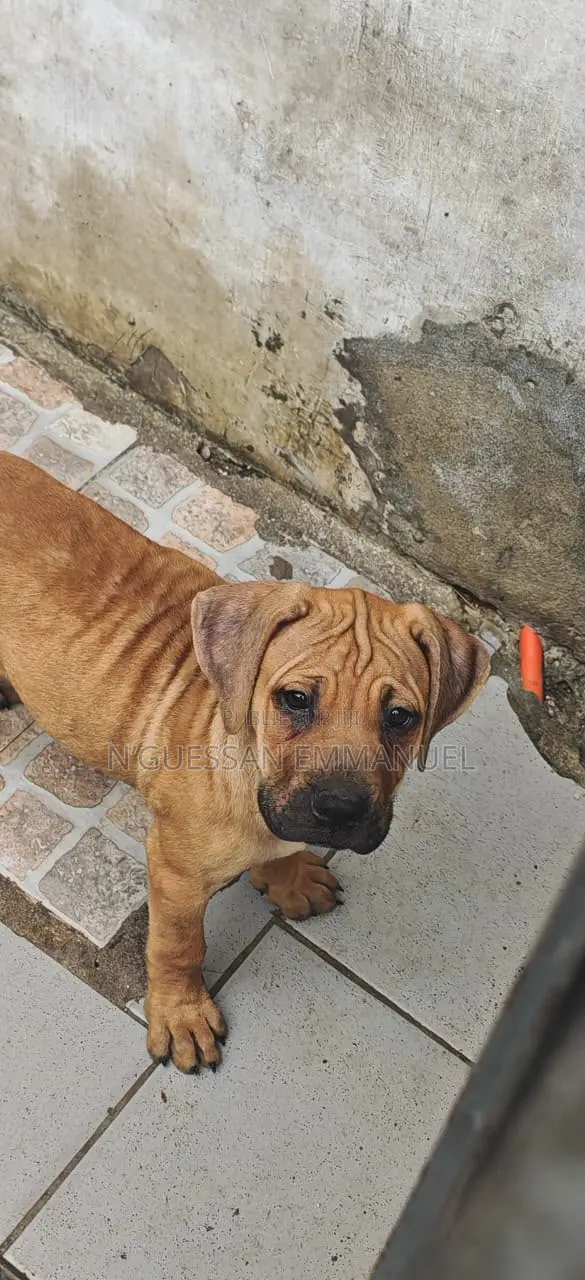 1-3 mois Homme Pure race Boerboel
