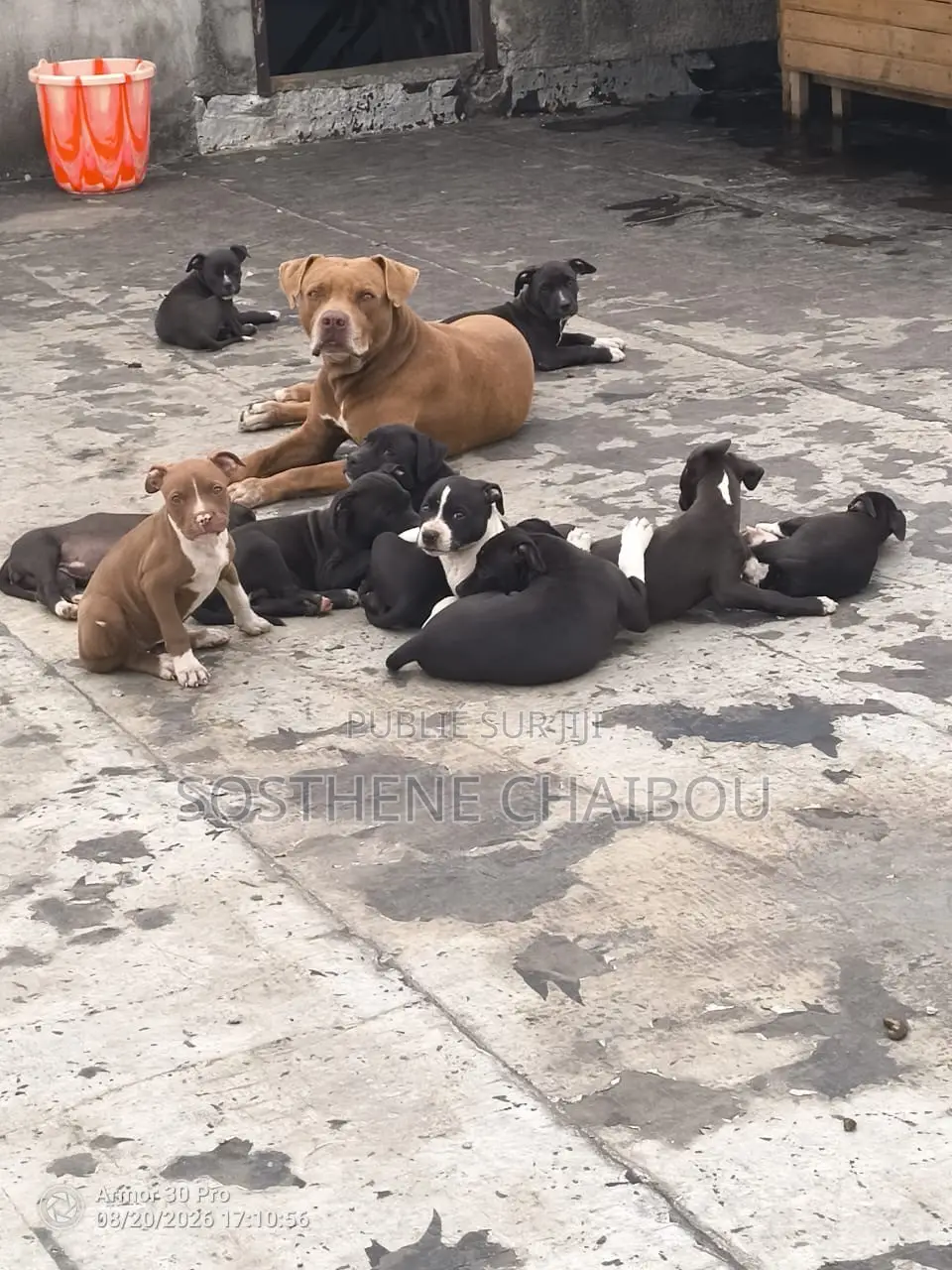 1-3 mois Homme Pure race American Pit Bull Terrier