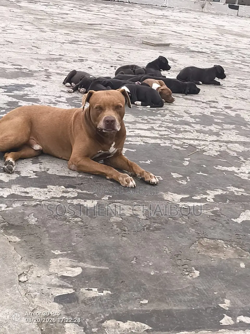 1-3 mois Homme Pure race American Pit Bull Terrier