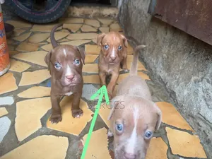 1-3 mois Femme Pure race American Pit Bull Terrier